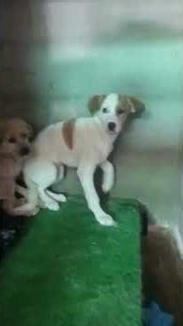 🐾💔 We Need to Talk… 💔🐾 #warpaws #dogs #dogrescue