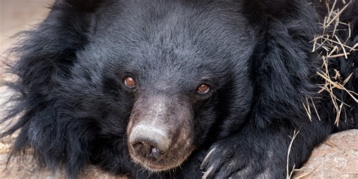 Rare Asiatic black bear, oldest of kind in human care, passes away at Colorado zoo