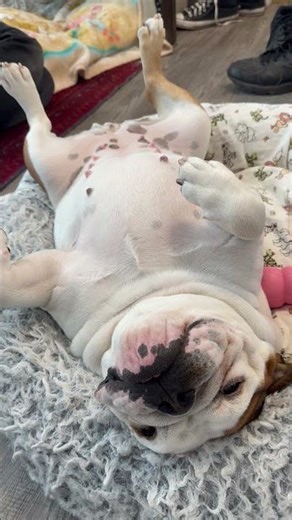 Coco the English Bulldog sleeping #bulldog #englishbulldog