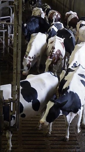 Batchmelken bij melkveebedrijf De Boterpot