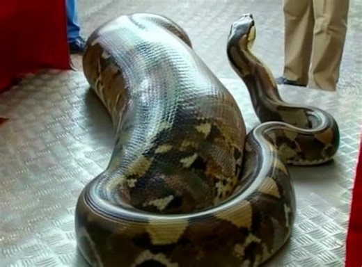 Appel à la prudence, un python géant a été vu en train de… Voir le 1er commentaire | Le coin du rire