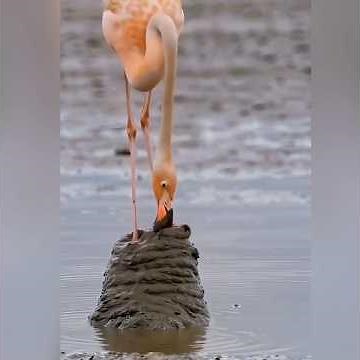 Flamingo Builds a Mud Tower Nest 😳 | Nature’s Smartest Bird Nest Ever! #shorts