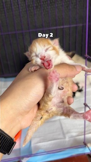 Timelapse cute orange kitten 30 days #catvideos #cat #kitten #kucinglucu #timelapse