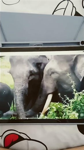 Sumatran Elephant Trumpet Sound Effects