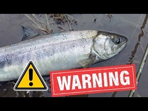 WARNING: This 30-Second Jig will catch too many…