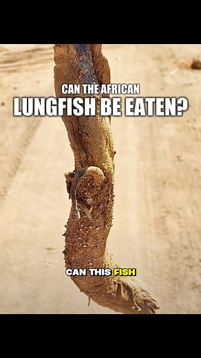 1.2K views | Can the African lungfish be eaten in the US? This unique fish breathes through lungs and can survive without water for months. Locals in Africa say it tastes great! #AfricanLungfish #YellowCroaker #UniqueFish #USA | Coast Fitness Scarborough | Facebook