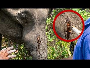 Trunk Injured by Gunshots, Body Full of Lumps | Rescuers Risk Their Lives to Save the Elephant