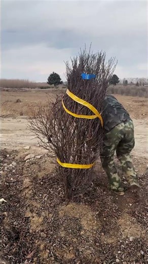 binding tree for transporting #machinary #machinerychannel