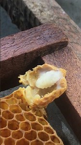 Cut the shell off the shrimp.