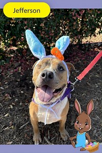 3.8K views · 97 reactions |  BREAKING NEWS: These Dogs Might Not Be...