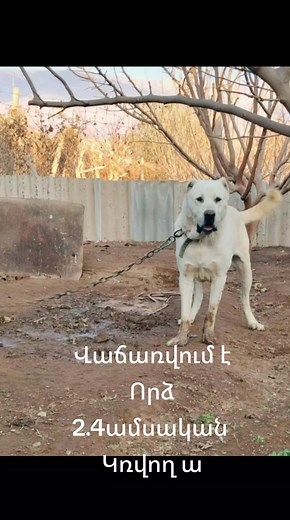 Армянский Волкодав on TikTok