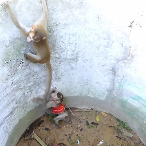 Baby Angel Very Smart Try to Help Big Bro Alien & Sis Jandy Fall Down to the Deep Well | Monkey Family