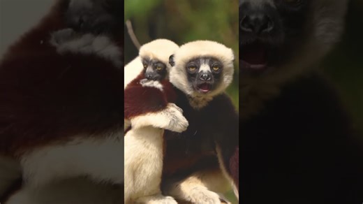 Coquerel’s sifaka lemur explores trees with tiny leaps