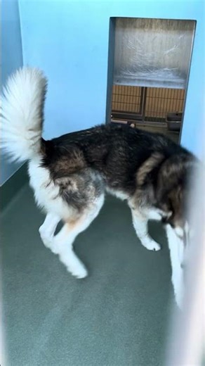 NEW A5760029 Stone | Siberian Husky