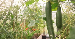 Gurken-Anbau im Gewächshaus: 4 Profi-Tipps