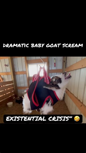 Why Is This Baby Goat Floating? 🤣🐐 #shorts