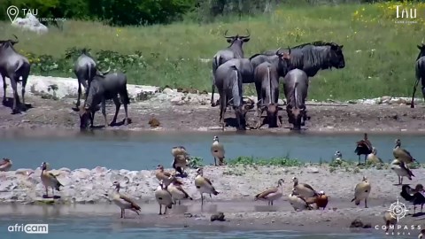 Wildebeest Escapes Crocodile Attack at Watering Hole