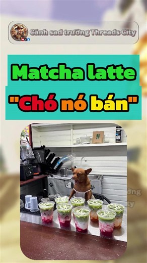 Chó bán matcha latte...#threads #xuhuong #ilovetiktok #viral #fyp