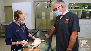 7.5K views · 1K reactions | Every Bilby identified as a potential...