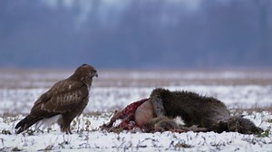 Winter Feast of Common Buzzards