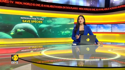 24 reactions | Do captive breeding programmes for endangered species actually work? Esha Hanspal tells you the truth about animal captivity — and its pros and cons | WION | Facebook