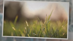 Lawn Fertilizers 101: How To Achieve Green Grass