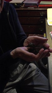 16K views · 1.7K reactions | Here's a short clip of Nibbles, the baby duck | Bill Wyman | Facebook