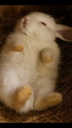 A bunny snoring while sleeping #cat #cute #animals #bunny #sleepsounds #shorts #ytshorts #ai