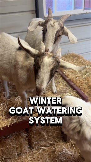 Winter goat / livestock watering system (heated PVC, bowl, and 55 gallon drum).