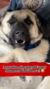 Anatolian Shepherd Funny Moments You’ll Love!😂 #funny #shorts #shortvideo #youtubeshorts #ytshorts