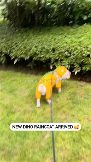 Yellow Dinosaur Raincoat 💛 | Frenchies Community