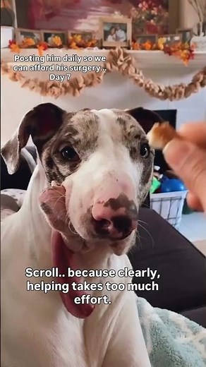 Scroll because clearly helping takes too much effort,,,Please donate link in bio arrow get's sugery🙏