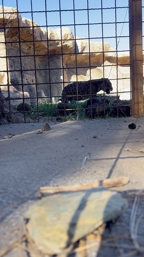 Nacho and Libre’s 11th birthday… Part 2! 🐾🎂 We thought you might want to see this video with the sound on! 🐆 #bearizona #wildlifepark #jaguar #birthday #enrichment | Bearizona
