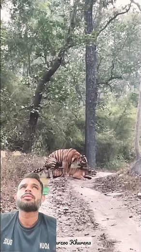 Rare natural moment of Tigers mating season #animalfacts #wildlifevideo #animals