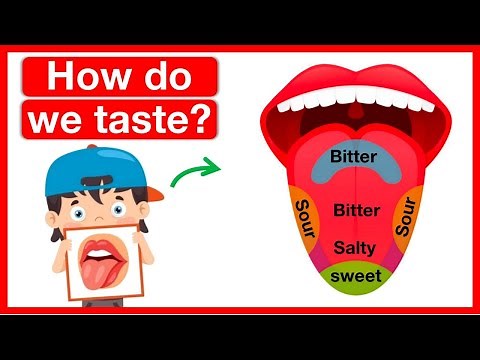 How do we taste? 👅 | Human tongue anatomy | Easy learning video | 5 senses