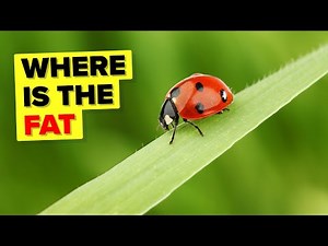 REAL Reason Why Insects Can't Get FAT