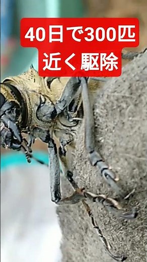 日本の果物無くなる。6月～7月の40日で300匹のカミキリムシを駆除クビアカも沢山いた。コイツら周りの自然から無限にやっくる。見かけたら、駆除逃がすな