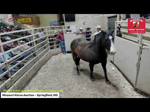 Missouri Horse Auction - Springfield, MO