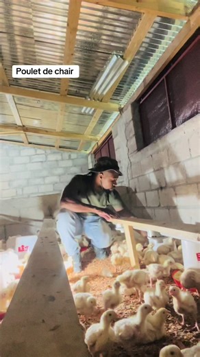 Élevage de Poulet de chair