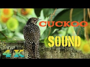 Cuckoo Bird Song Nature Sounds Cuckoo Voice