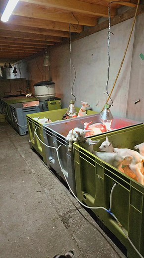 Élevage de chèvres heureuses : pratiques agricoles