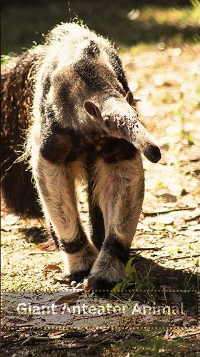 Giant Anteater – Nature’s Insect Hunter