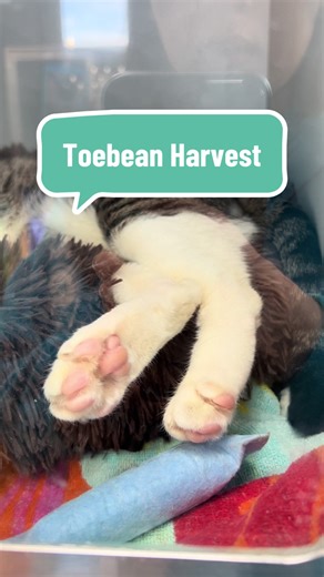 Today we were blessed with a bountiful toe-bean harvest. Consider adopting a toe-bean plant from Queens, Manhattan, or Staten Island ACC! All of our pets can be viewed at nycacc.app #nycacc #boroughbred #toebeans