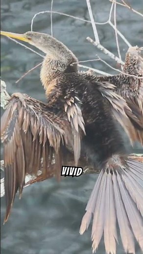 Aerial Views of the Stunning Florida Everglades | Nature's Untamed Beauty #FloridaEverglades #shots