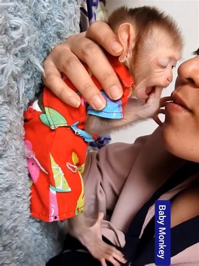 #babymonkey #monosbebes #usamonkeylovers #animals #pet | animals