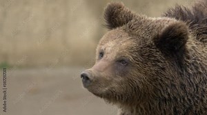A brown bear looking around with eyes open widely