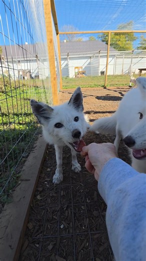 Let's Meet Dot, Heimlich, Francis, Tuck and Roll (Atta and Flick are shy and hanging out inside their building). Today is Fox Friend Friday. Over the past 4 months we have welcomed an average of over one fox per week to the Walking Wild wild family. In order to continue to save lives and provide the level of care that we do, we rely on an amazing group of monthly donors that we call sponsors, but we are needing to grow that group to continue to grow our mission. Today we are asking all of you ar