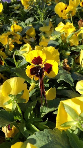15 reactions · 3 comments | Late blooming Fall perennials and shrubs are a lifeline for all types of species of butterflies! I got to welcome this beautiful Monarch to the nursery this morning. #plantforpollinators #monarch #texas #gardencenter | Meador Nursery | Facebook