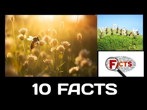 Facts in Telugu | 10 Facts |10 Interesting Facts | latest Facts