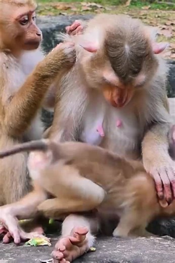 Libby Monkey Mom and her cute little baby monkey Leo (91) #monkey #animals #wildlife #wildanimals #wildmonkey #babymonkey #newbornmonkey #baby #pet #Video #cutemonkey